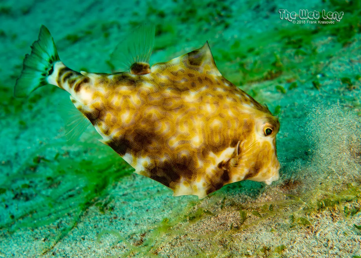 Tetrosomus gibbosus - Mabini, Batangas, Philippines