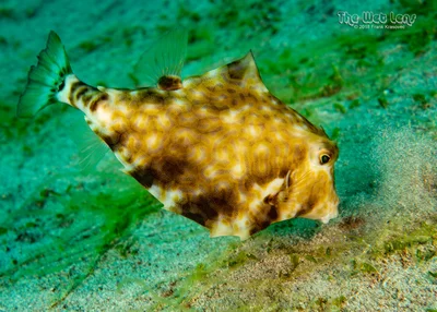Tetrosomus gibbosus - Mabini, Batangas, Philippines