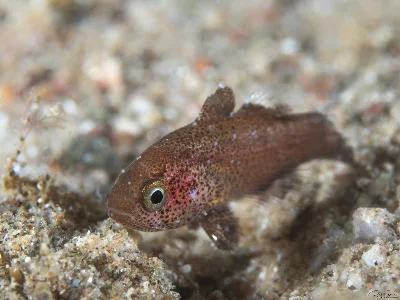 Camouflage Cardinalfish