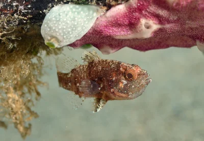 Apogonichthys perdix 12 3051