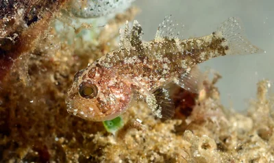 Apogonichthys perdix 12 3046 copie