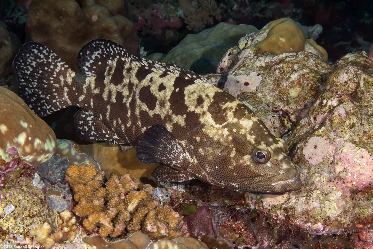 Comet Grouper