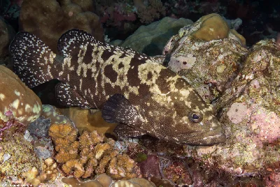Comet Grouper