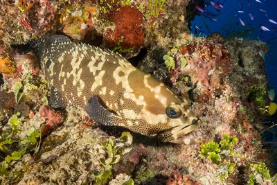 Camouflage Grouper (Epinephelus polyphekadion)