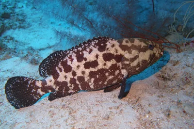 Epinephelus polyphekadion