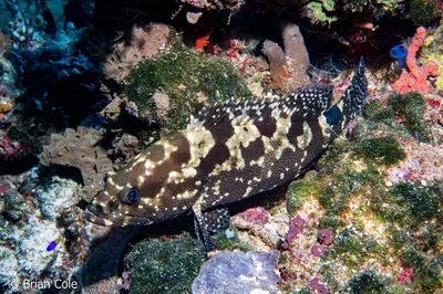 Camouflage Grouper (Epinephelus polyphekadion)