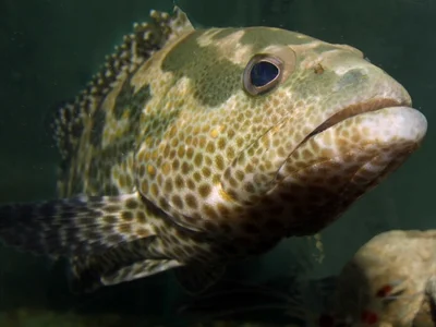 Serranidae>Epinephelus polyphekadion Camouflage grouper 0221