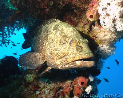 Marbled Grouper