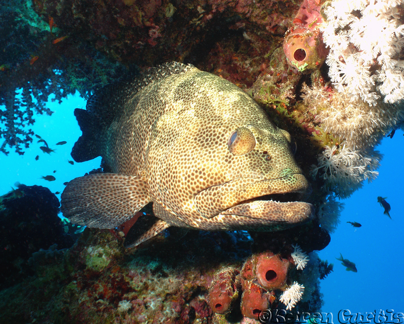 Marbled Grouper