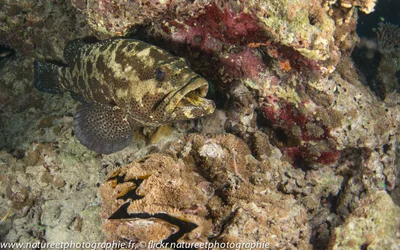 Epinephelus polyphekadion - Mérou camouflage - Camouflage grouper.jpg