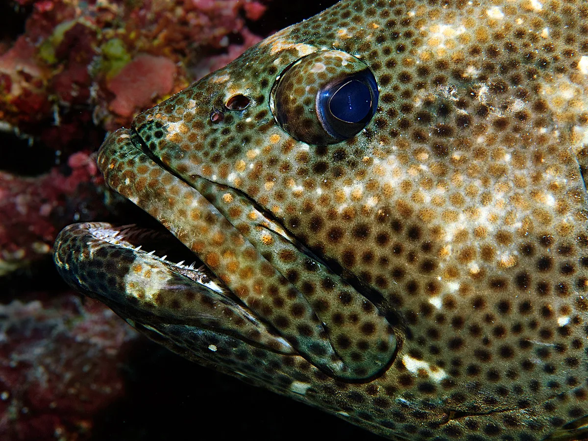 _DSC0043