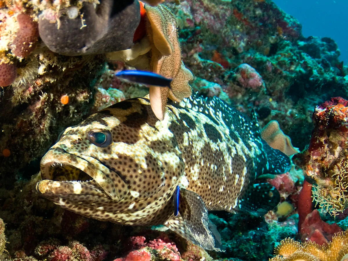 Camouflage grouper_PCF3319