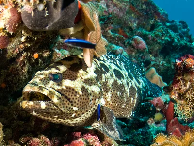 Camouflage grouper_PCF3319