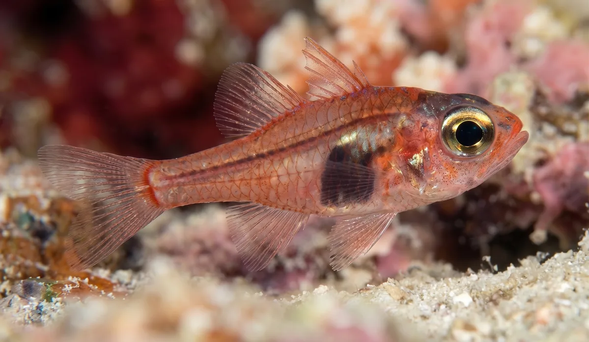 Campbell's Cardinalfish