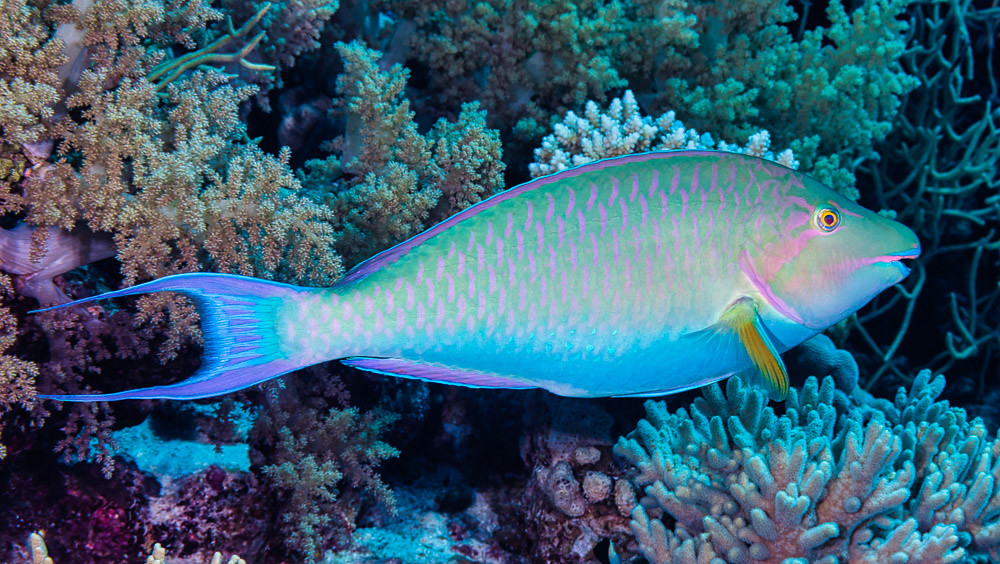 Longnose parrotfish, terminal phase - Hipposcarus harid