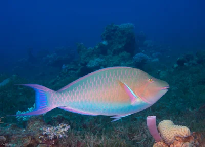 Indian Longnose Parrotfish - Male - Hipposcarus harid