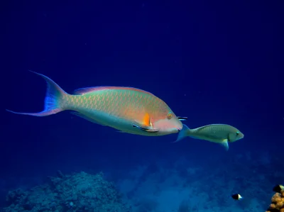 Hipposcarus harid
