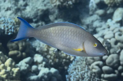 Hipposcarus harid