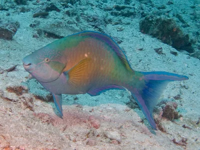 Hipposcarus harid