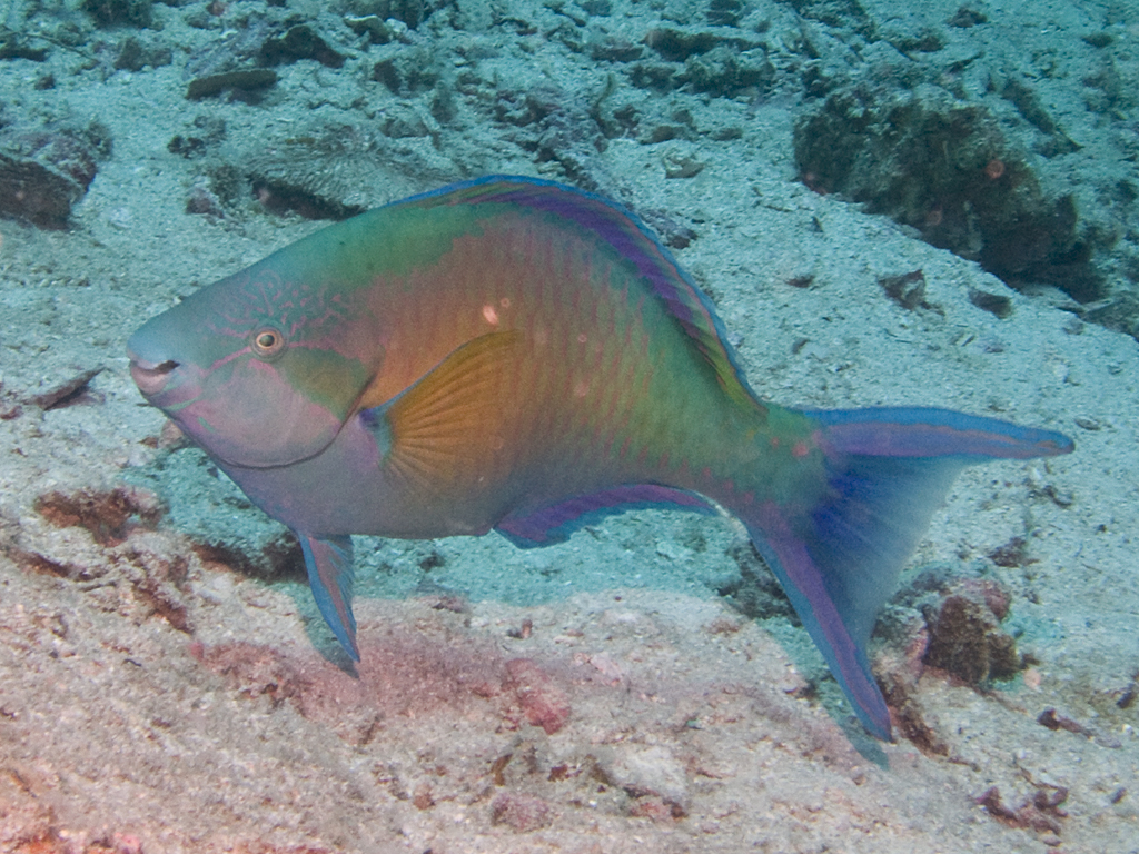 Hipposcarus harid