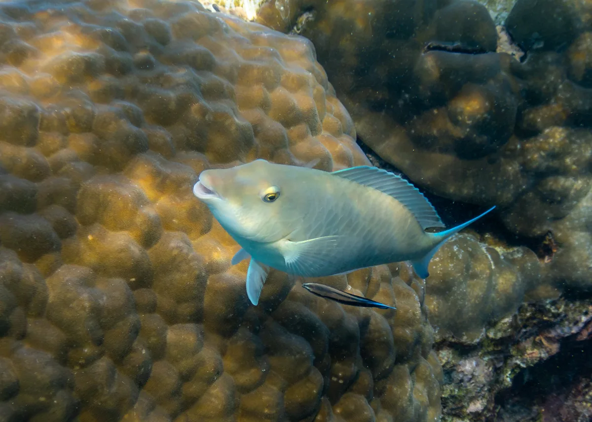 Longnose Parrotfish with Blue-streak Cleaner Wrasse