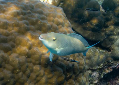 Longnose Parrotfish with Blue-streak Cleaner Wrasse