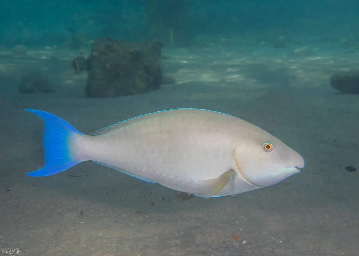 Indian Longnose Parrotfish - Female - Hipposcarus harid