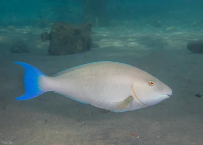 Indian Longnose Parrotfish - Female - Hipposcarus harid
