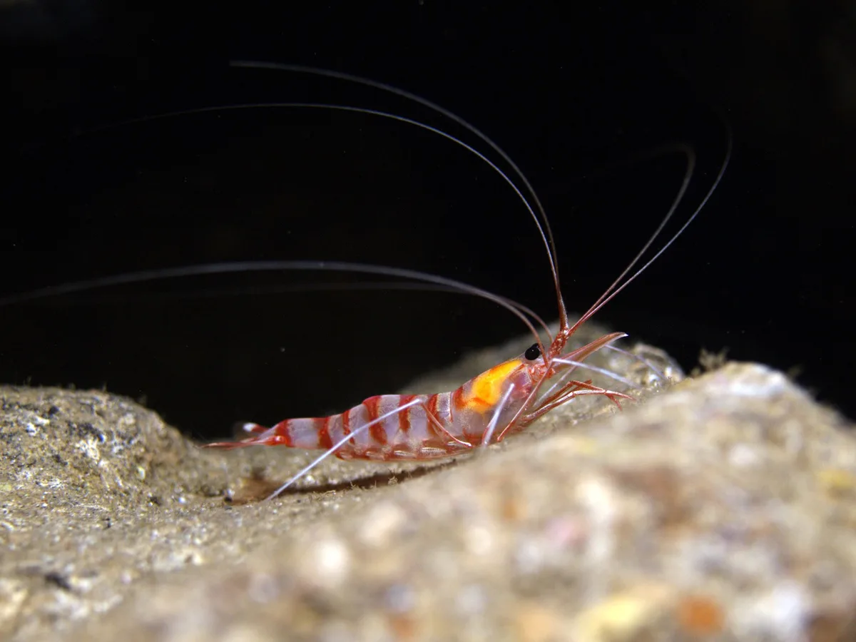 Candycane shrimp
