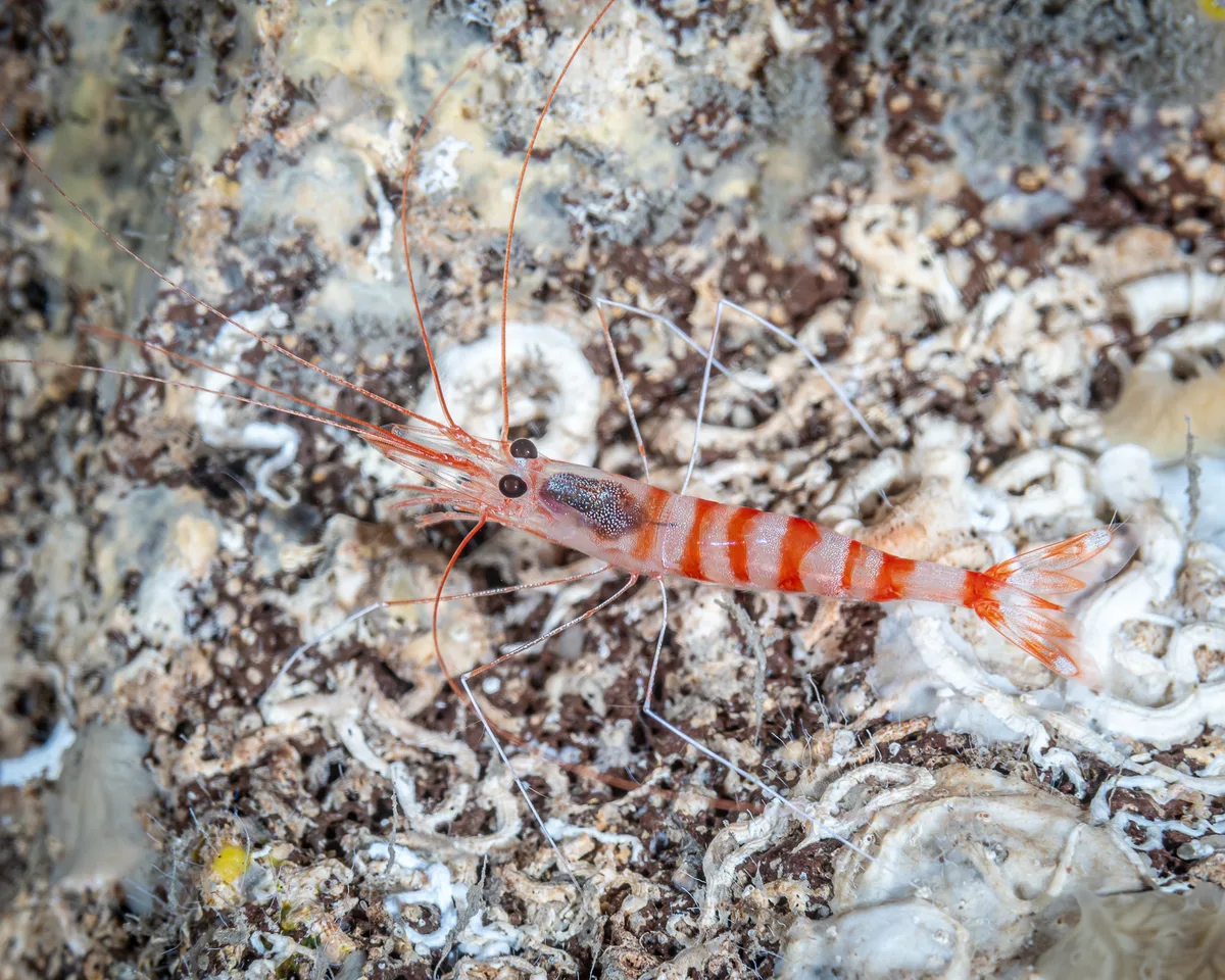 Candycane shrimp