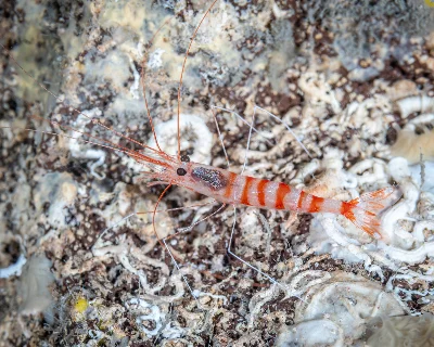 Candycane shrimp