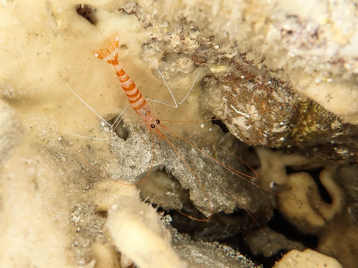 Candycane shrimp