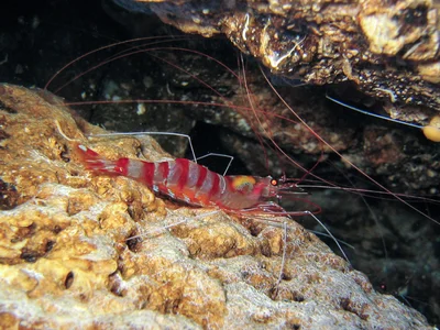 Parhippolyte misticia - Nggela Group, Solomon Islands