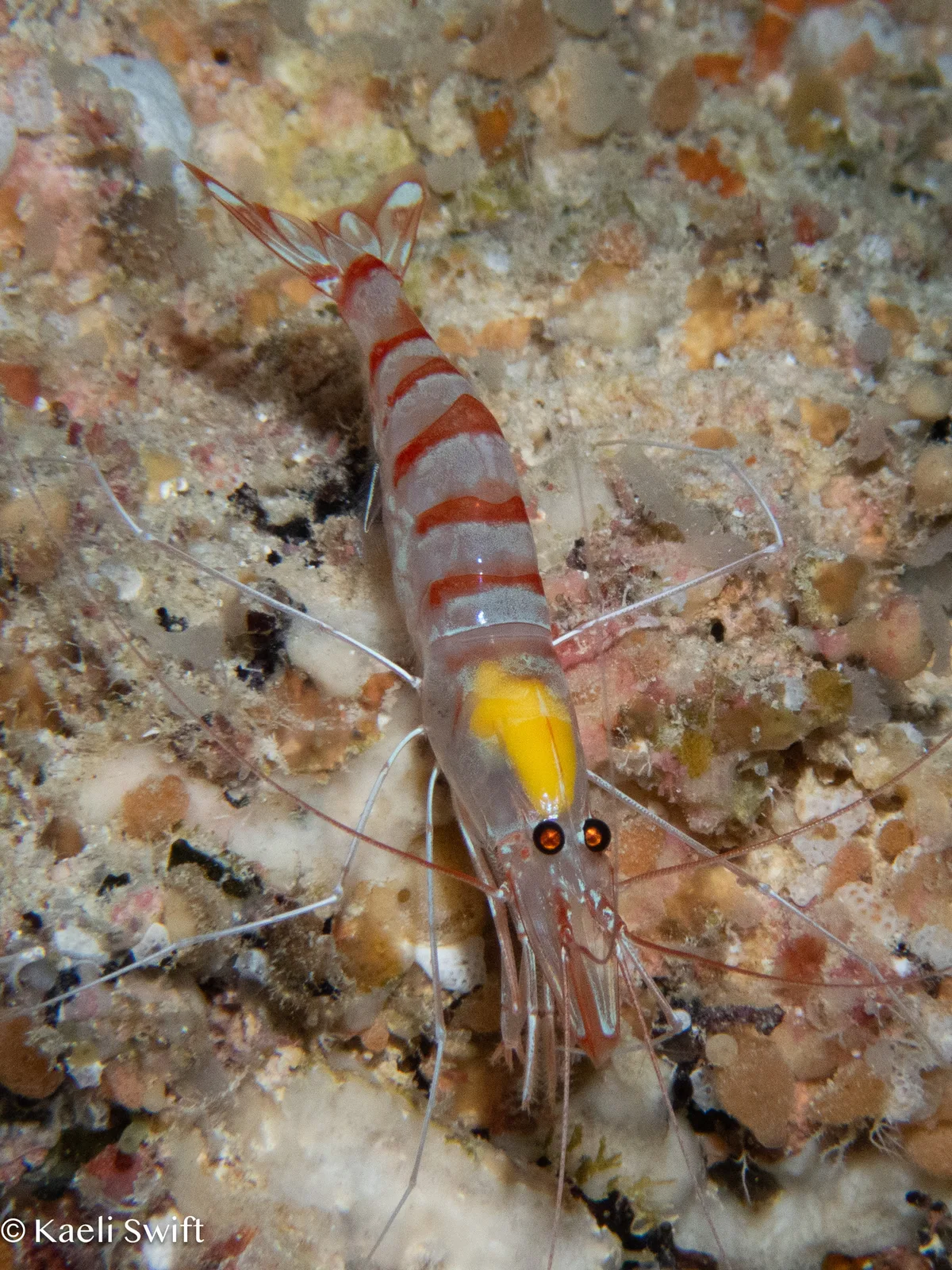 Parhippolyte misticia - Tinian grotto, CNMI