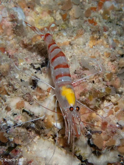 Parhippolyte misticia - Tinian grotto, CNMI