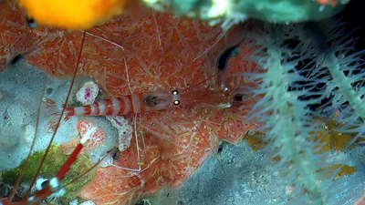 Parhippolyte misticia - Vatu-i-Ra Island, Fiji