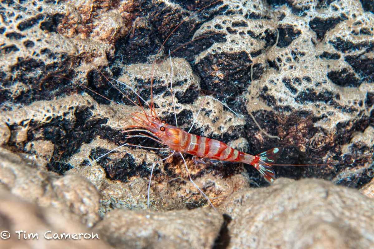 Parhippolyte misticia - San Francisco, Southern Leyte, Philippines