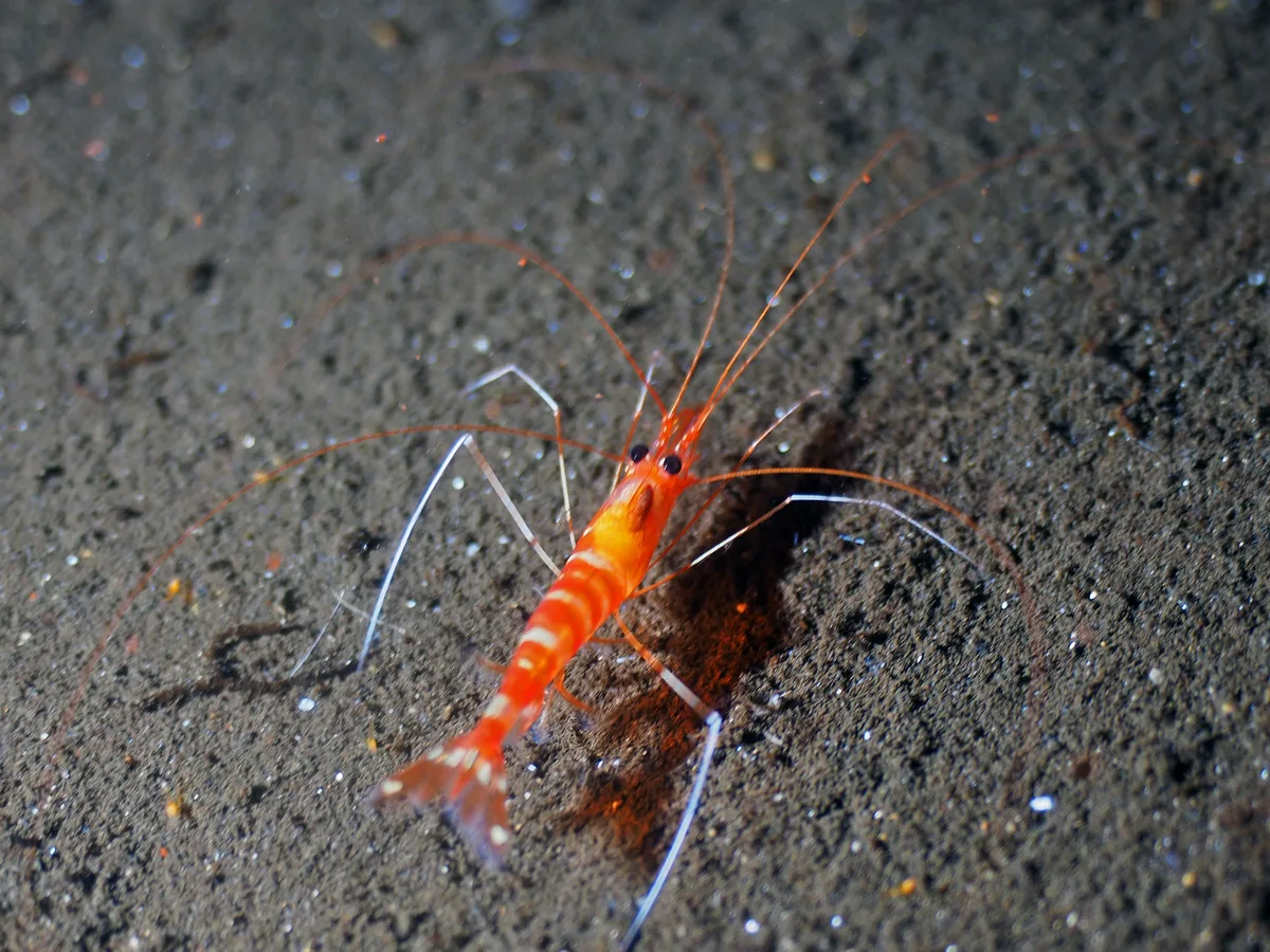 Parhippolyte misticia - Lembeh Strait, Indonesia