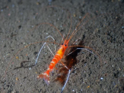 Parhippolyte misticia - Lembeh Strait, Indonesia