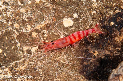 Parhippolyte misticia - San Francisco, Southern Leyte, Philippines