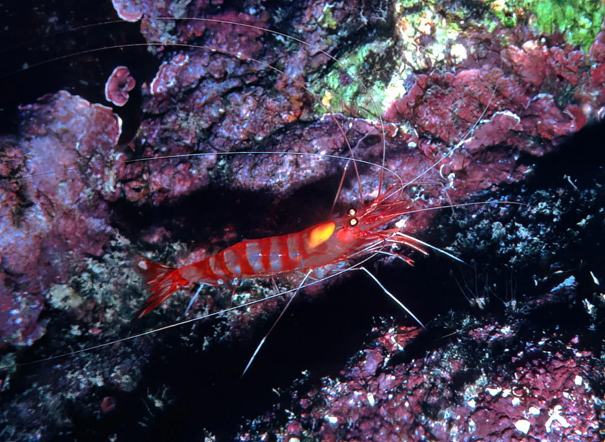 Parhippolyte misticia - Pupukea, HI 96712, USA