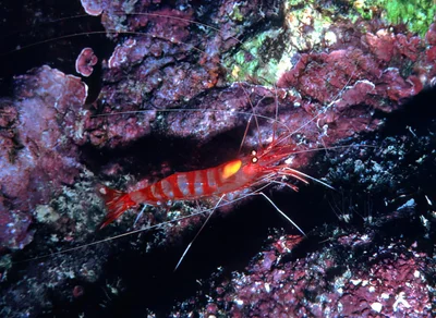 Parhippolyte misticia - Pupukea, HI 96712, USA
