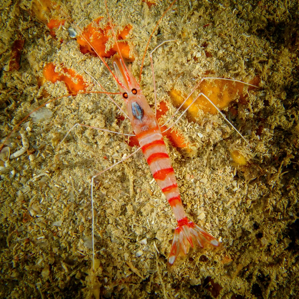 Parhippolyte misticia - Okinawa