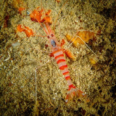 Parhippolyte misticia - Okinawa