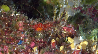 Parhippolyte misticia - Russell Islands, Solomon Islands