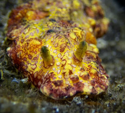 Phyllidiopsis cardinalis