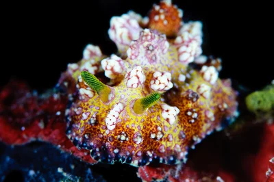 Phyllidiopsis cardinalis