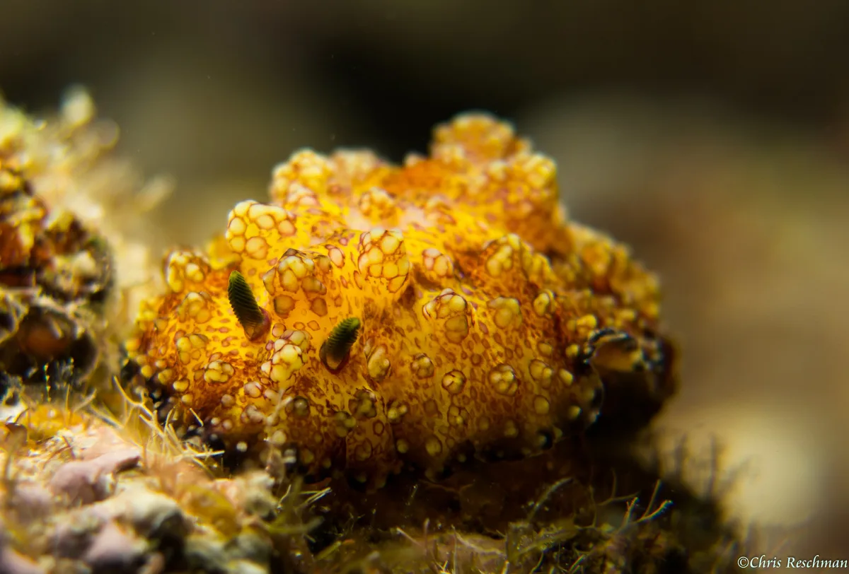 Phyllidiopsis Cardinalis
