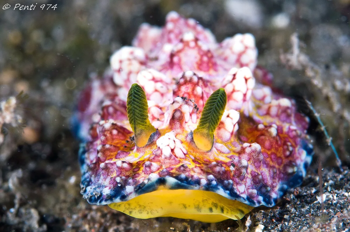 Phyllidiopsis cardinalis