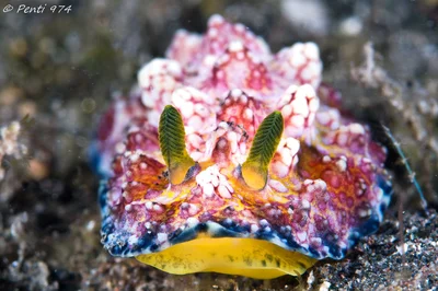 Phyllidiopsis cardinalis